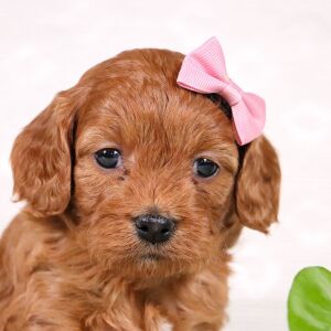Cavapoo Puppy Whitney