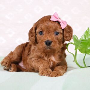 Cavapoo Puppy Whitney