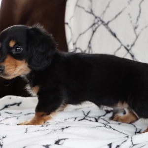 Dachshund Puppy Nicholas