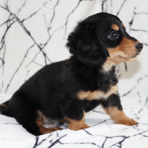 Dachshund Puppy Nicholas