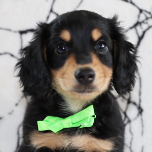 Dachshund Puppy Nicholas