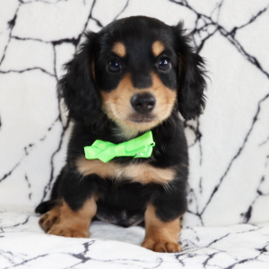 Dachshund Puppy Nicholas