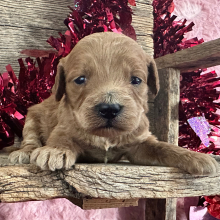 Labradoodle Puppy Hubert