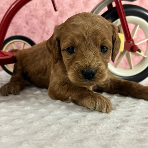 Labradoodle Puppy Hubert