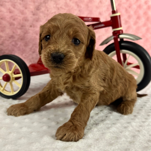 Labradoodle Puppy Hubert