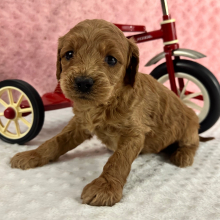Labradoodle Puppy Hubert
