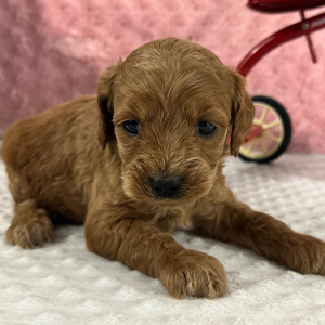 Labradoodle Puppy Hubert