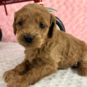 Labradoodle Puppy Hubert