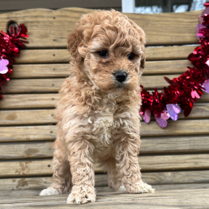 Goldendoodle Puppy Ginger