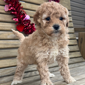 Goldendoodle Puppy Ginger