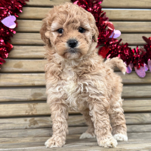 Goldendoodle Puppy Ginger