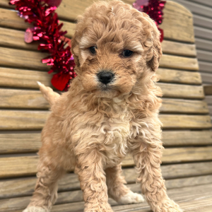 Goldendoodle Puppy Ginger