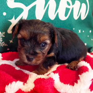 Yorkshire Terrier Puppy Thor