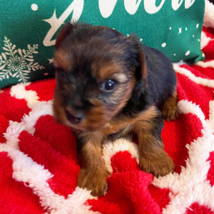 Yorkshire Terrier Puppy Thor