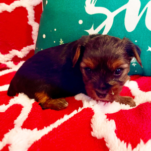 Yorkshire Terrier Puppy Thor