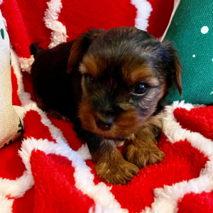 Yorkshire Terrier Puppy Thor