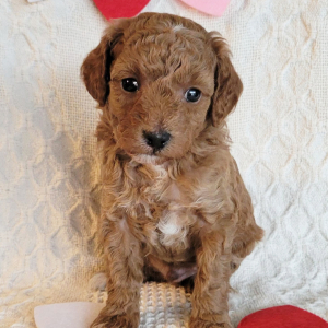 Poodle Puppy Huddy
