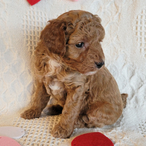 Poodle Puppy Huddy