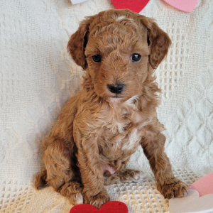 Poodle Puppy Huddy