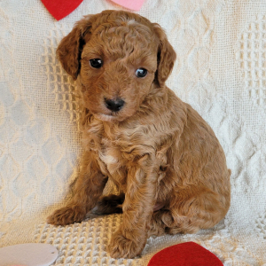 Poodle Puppy Huddy