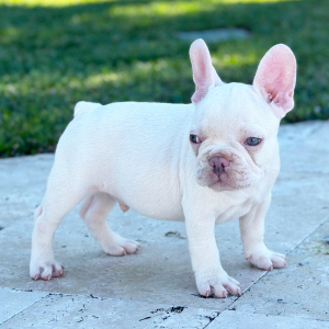 French Bulldog Puppy Midas