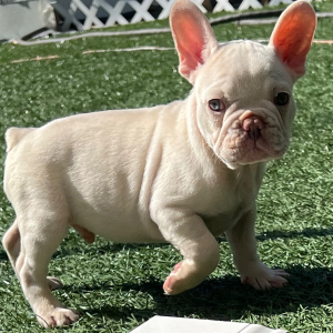 French Bulldog Puppy Midas
