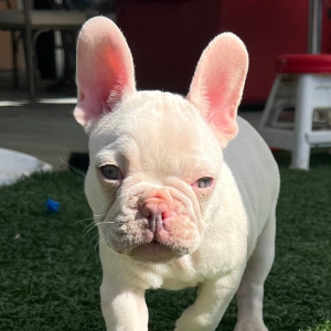 French Bulldog Puppy Midas