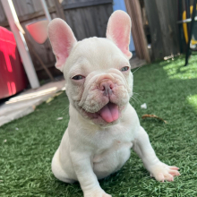 French Bulldog Puppy Midas