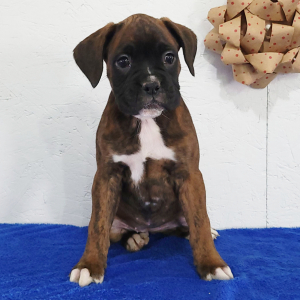 Boxer Puppy Cherry