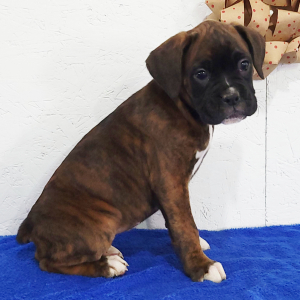 Boxer Puppy Cherry