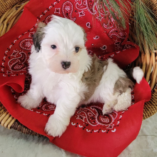 Havapoo Puppy Ruggles