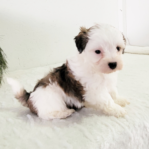 Havapoo Puppy Ruggles