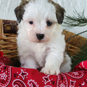 Havapoo Puppy Ruggles