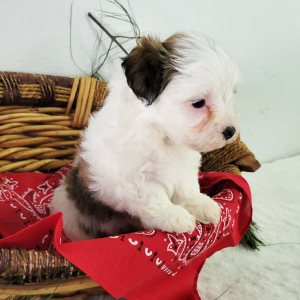Havapoo Puppy Ruggles