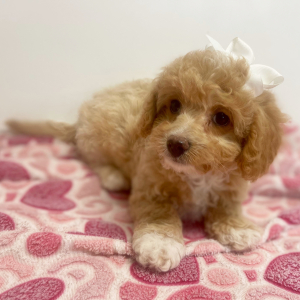 Cavapoo Puppy Kellie