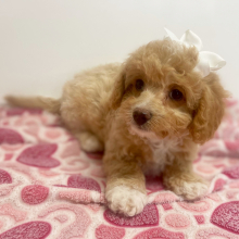 Cavapoo Puppy Kellie