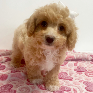 Cavapoo Puppy Kellie