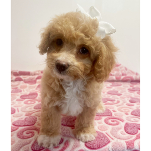 Cavapoo Puppy Kellie