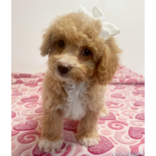 Cavapoo Puppy Kellie