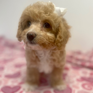 Cavapoo Puppy Kellie
