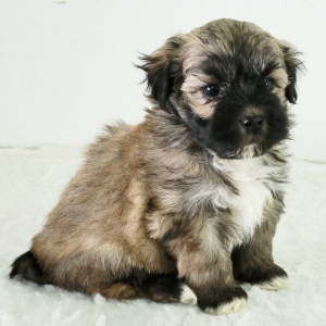Havanese Puppy Pepper