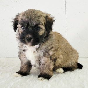 Havanese Puppy Pepper