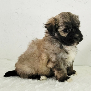 Havanese Puppy Pepper