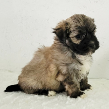 Havanese Puppy Pepper