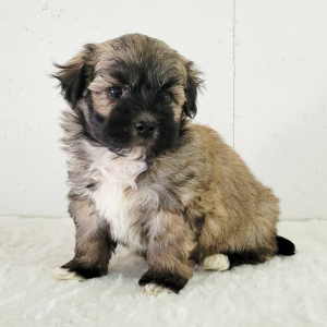 Havanese Puppy Pepper