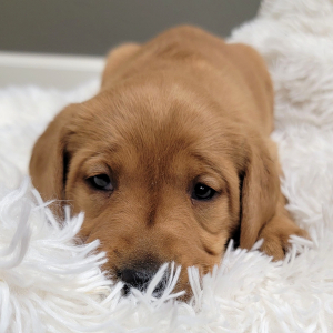 Labrador Retriever Puppy Avery