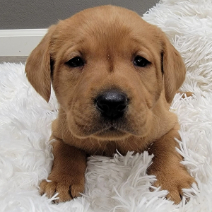 Labrador Retriever Puppy Avery