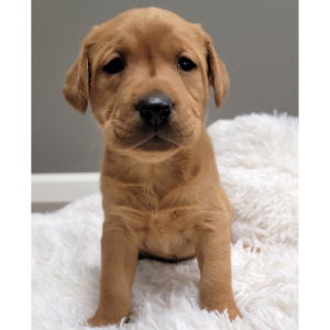 Labrador Retriever Puppy Avery