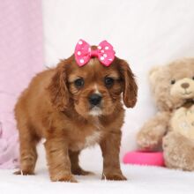Cavalier King Charles Spaniel Puppy Reese