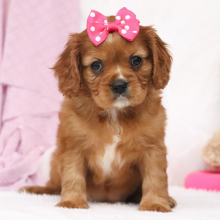 Cavalier King Charles Spaniel Puppy Reese